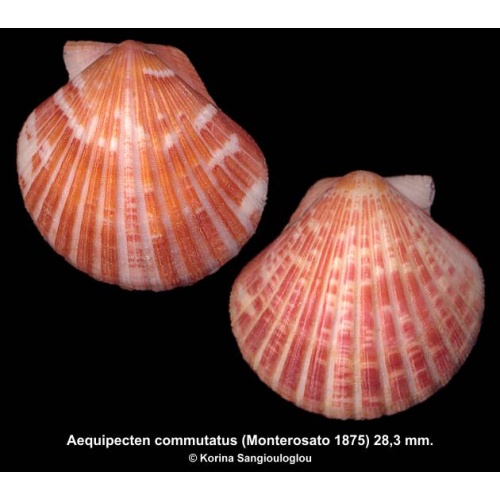 Aequipecten commutatus Gorgeous Orange Large!