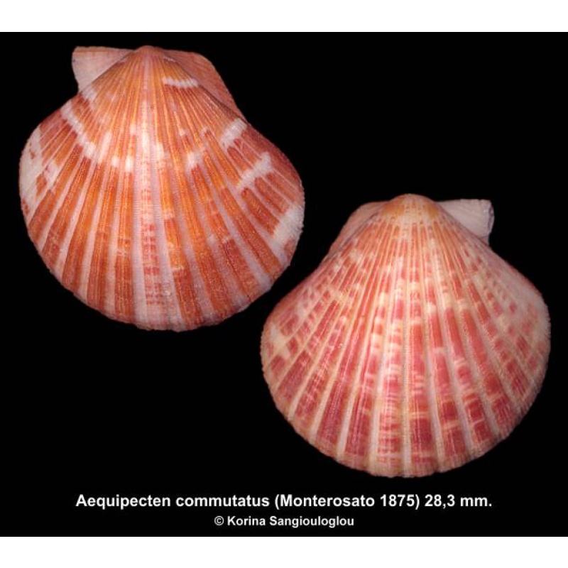 Aequipecten commutatus Gorgeous Orange Large!