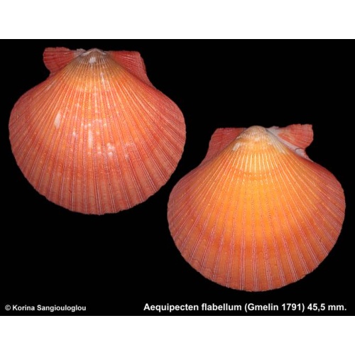 Aequipecten flabellum Gorgeous Extra large Orange!