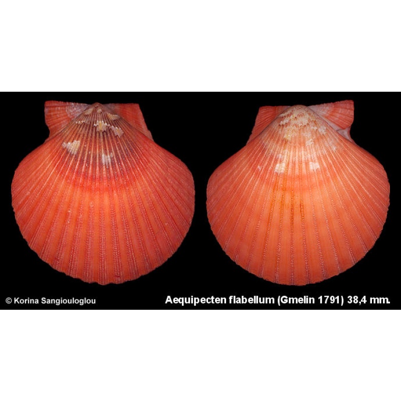 Aequipecten flabellum Gorgeous Reddish!