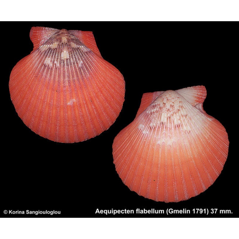 Aequipecten flabellum Gorgeous Reddish Orange!