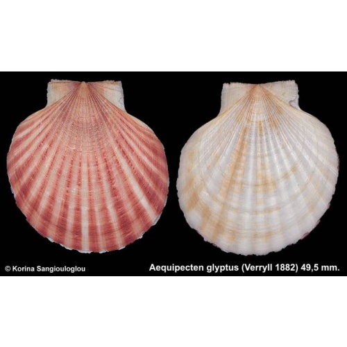 Aequipecten glyptus Gorgeous Rare!
