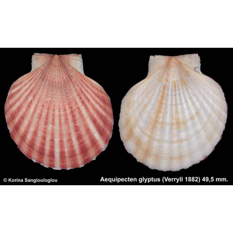 Aequipecten glyptus Gorgeous Rare!