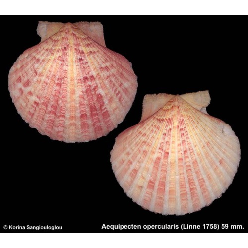 Aequipecten opercularis Gorgeous Colorful!