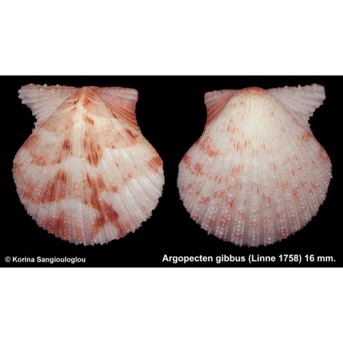 Argopecten gibbus Outstanding Baby!