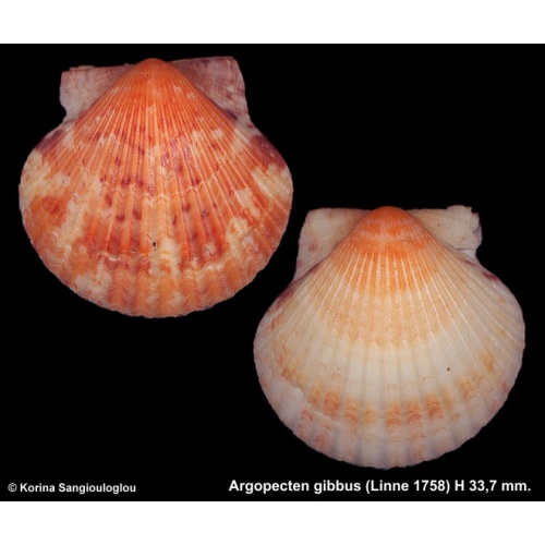 Argopecten gibbus Gorgeous Orange Special!