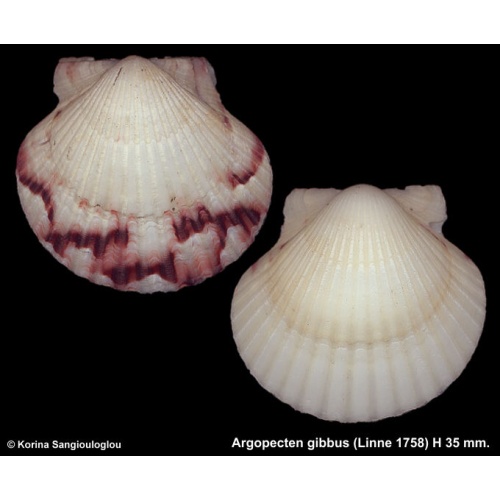 Argopecten gibbus Gorgeous White Black Special!