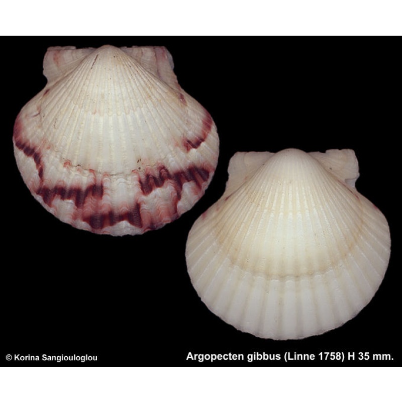 Argopecten gibbus Gorgeous White Black Special!