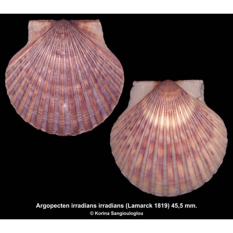 Argopecten irradians irradians Gorgeous Bluish!
