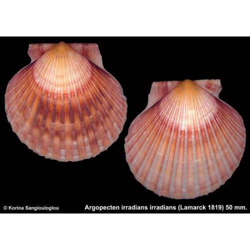 Argopecten irradians irradians Gorgeous Colorful!