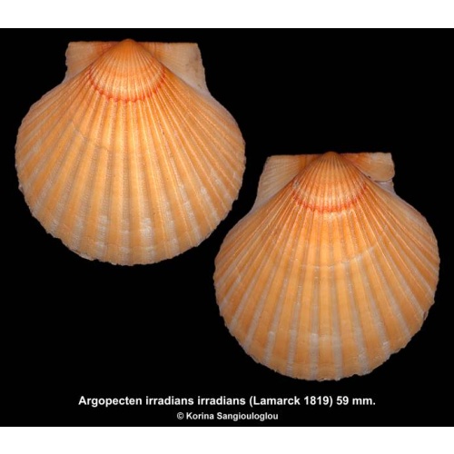 Argopecten irradians irradians Gorgeous Large Orange!