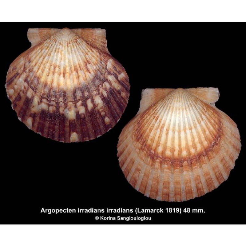 Argopecten irradians irradians Gorgeous Multicolor!