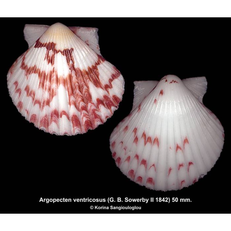 Argopecten ventricosus Gorgeous Extra large!