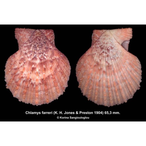 Chlamys farreri Gorgeous Large Colorful!