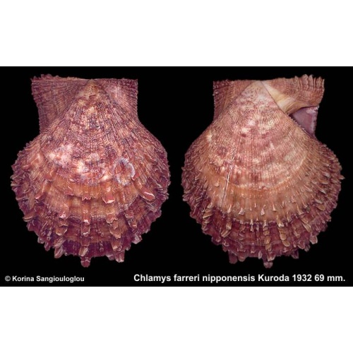 Chlamys farreri nipponensis Gorgeous Large Dark!