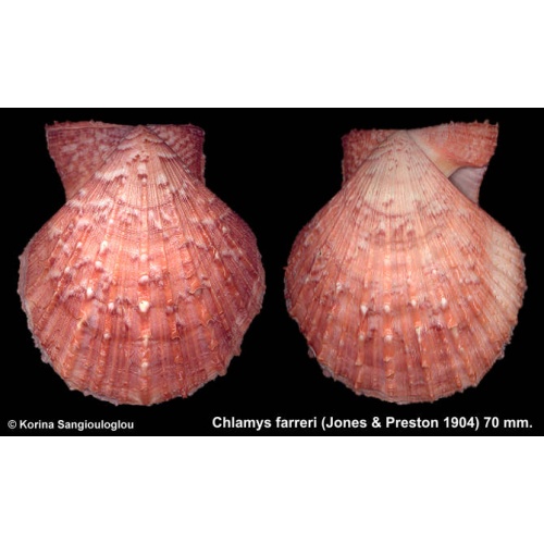 Chlamys farreri Gorgeous Rare Color!