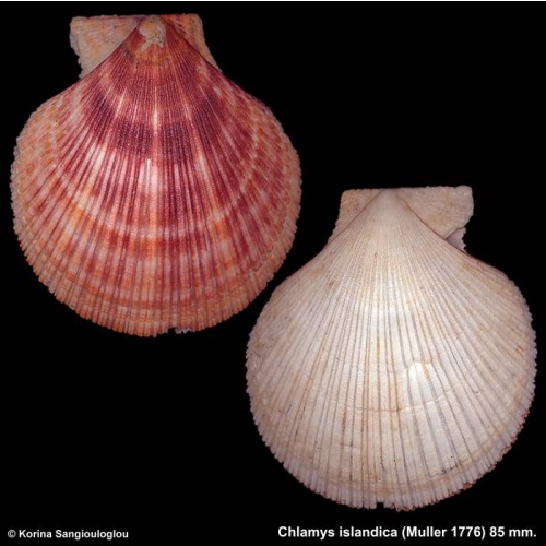 Chlamys islandica Gorgeous Large!