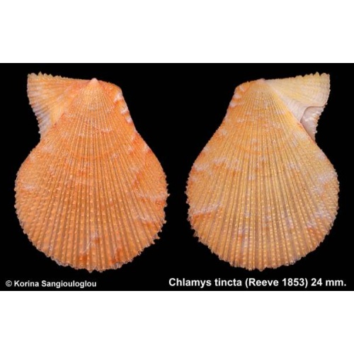 Chlamys tincta Gorgeous Orange!