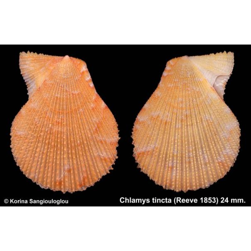 Chlamys tincta Gorgeous Orange!