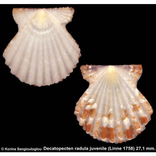 Decatopecten radula juvenile Outstanding!