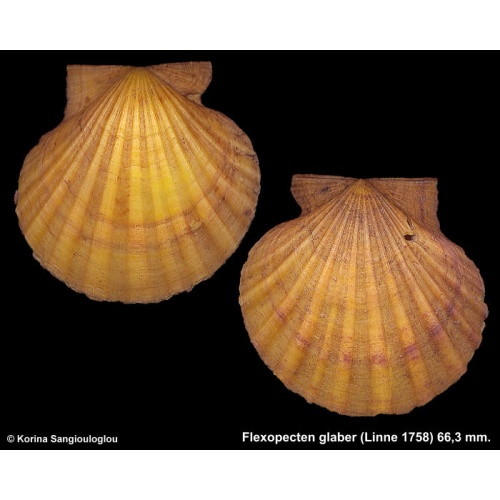Flexopecten glaber Outstanding Extra large Yellow!