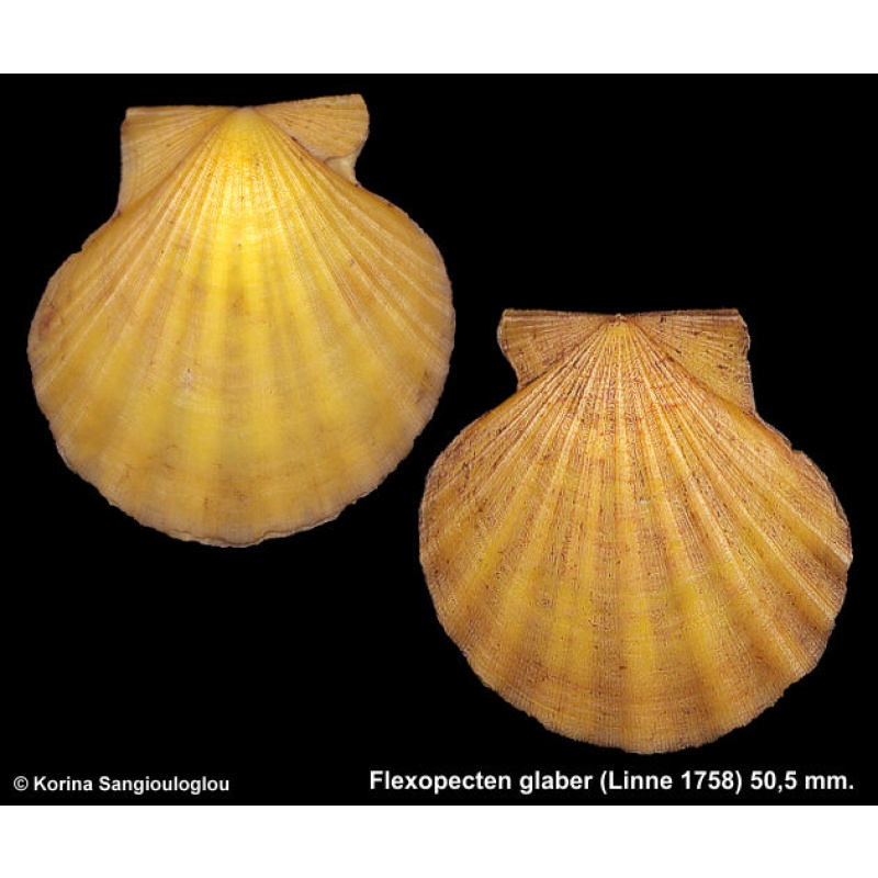 Flexopecten glaber Gorgeous Lemon/yellow!