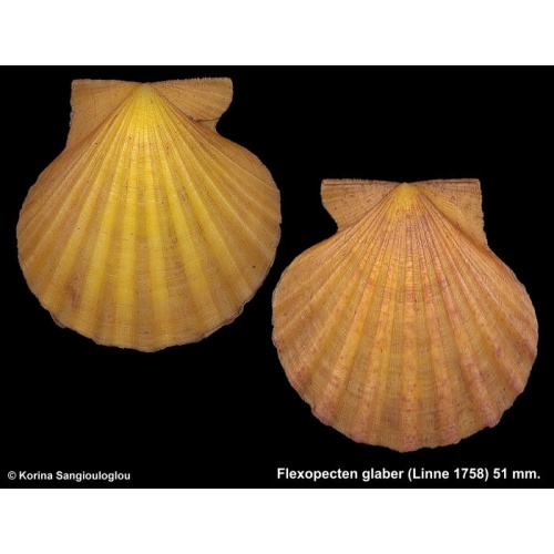 Flexopecten glaber Outstanding Lemon/yellow!