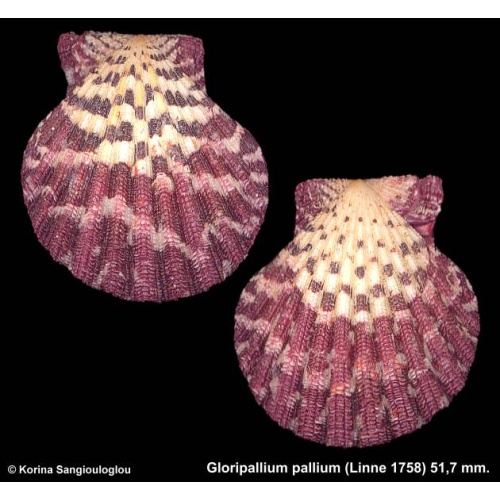 Gloripallium pallium Gorgeous Purple!