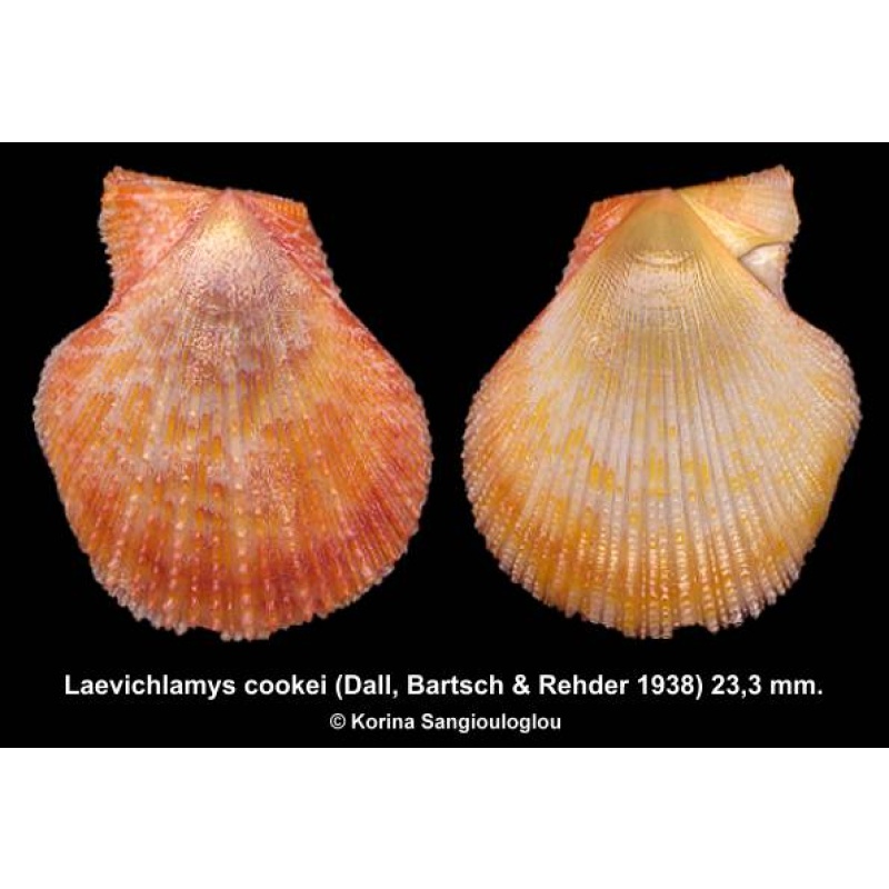 Laevichlamys cookei Gorgeous Colorful!