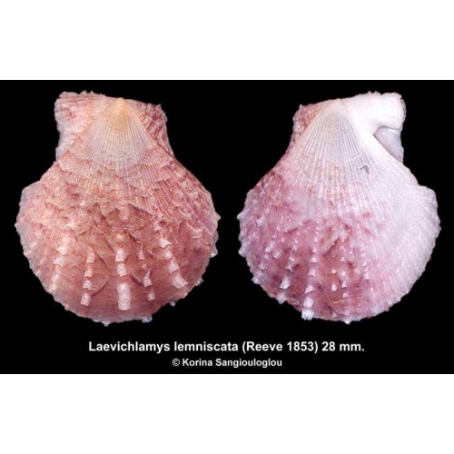 Laevichlamys lemniscata Gorgeous Colorful!