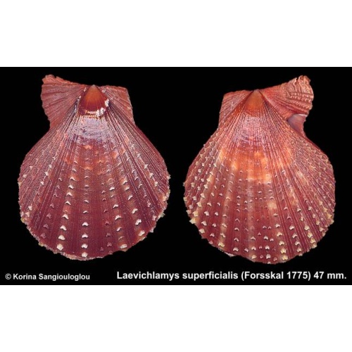 Laevichlamys superficialis Gorgeous Superb Dark!
