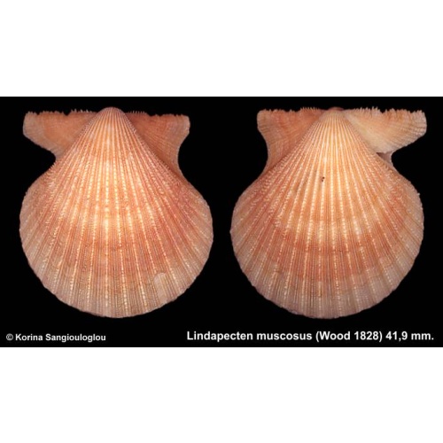 Lindapecten muscosus Gorgeous Light color!