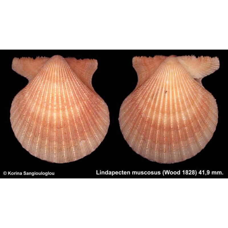 Lindapecten muscosus Gorgeous Light color!