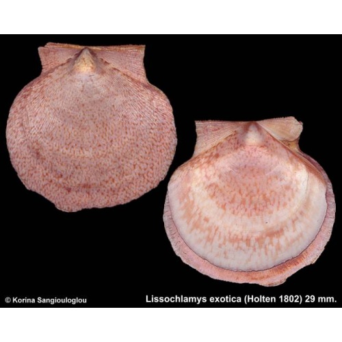 Lissochlamys exotica Gorgeous Shiny!