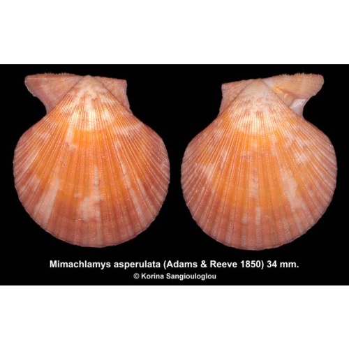 Mimachlamys asperulata Gorgeous Orange!