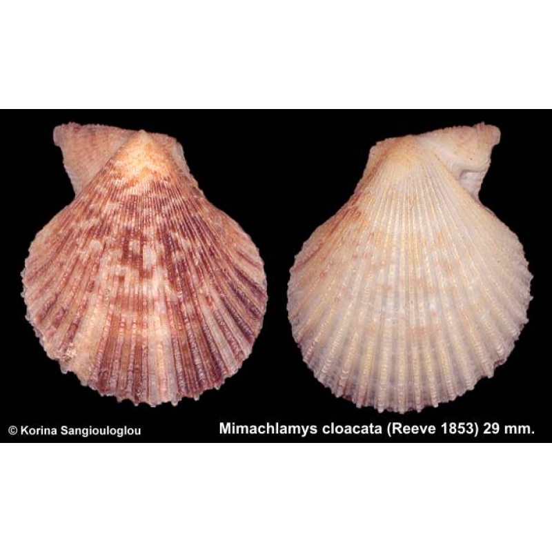 Mimachlamys cloacata Gorgeous!
