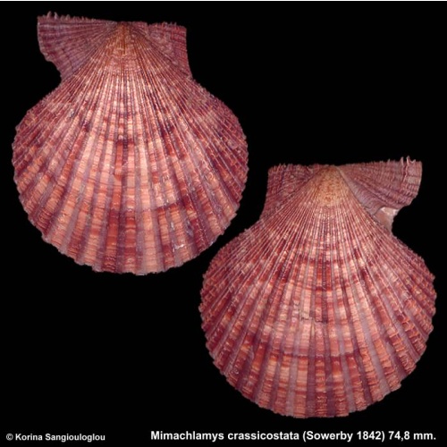 Mimachlamys crassicostata Gorgeous Colorful!