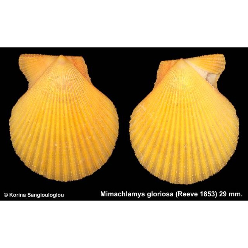 Mimachlamys gloriosa Gorgeous Yellow Baby!