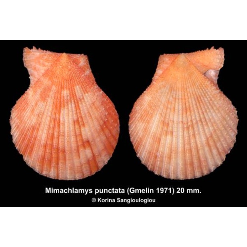 Mimachlamys punctata Gorgeous Orange!
