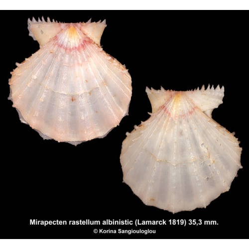 Mirapecten rastellum albinistic Gorgeous Uncommon!