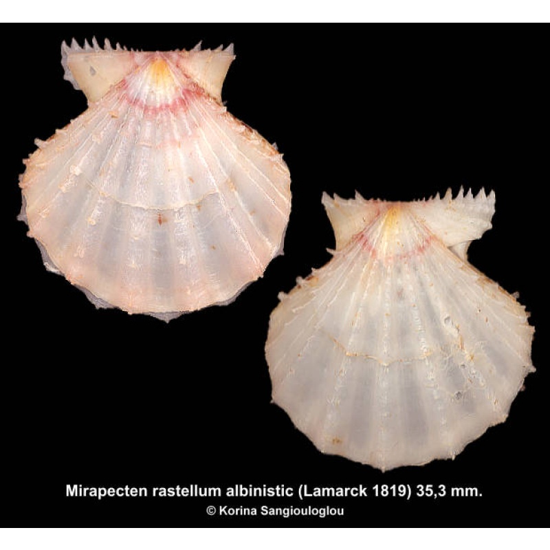 Mirapecten rastellum albinistic Gorgeous Uncommon!