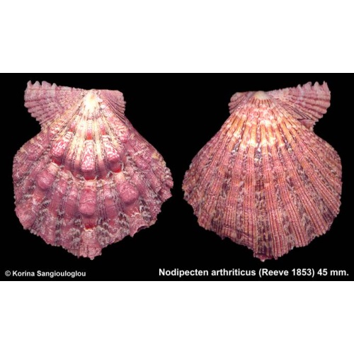 Nodipecten arthriticus Gorgeous Cute Colorful Knobby!