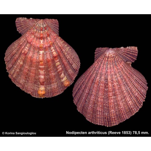 Nodipecten arthriticus Gorgeous Large Dark Red!