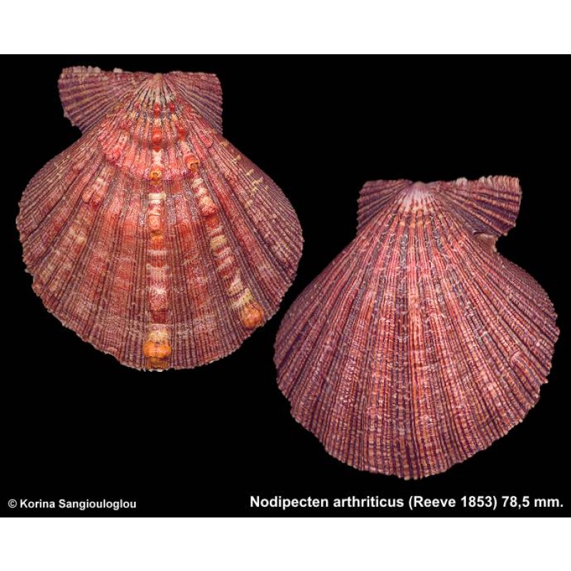 Nodipecten arthriticus Gorgeous Large Dark Red!