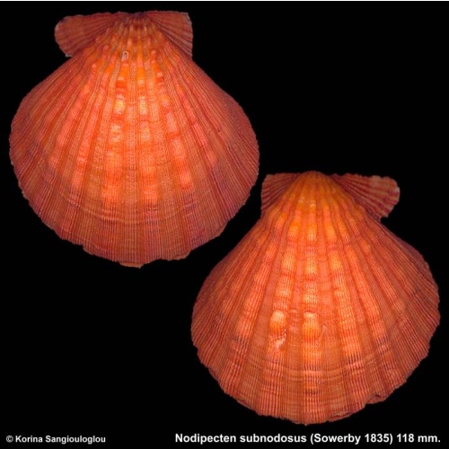 Nodipecten subnodosus Gorgeous Orange Superb!