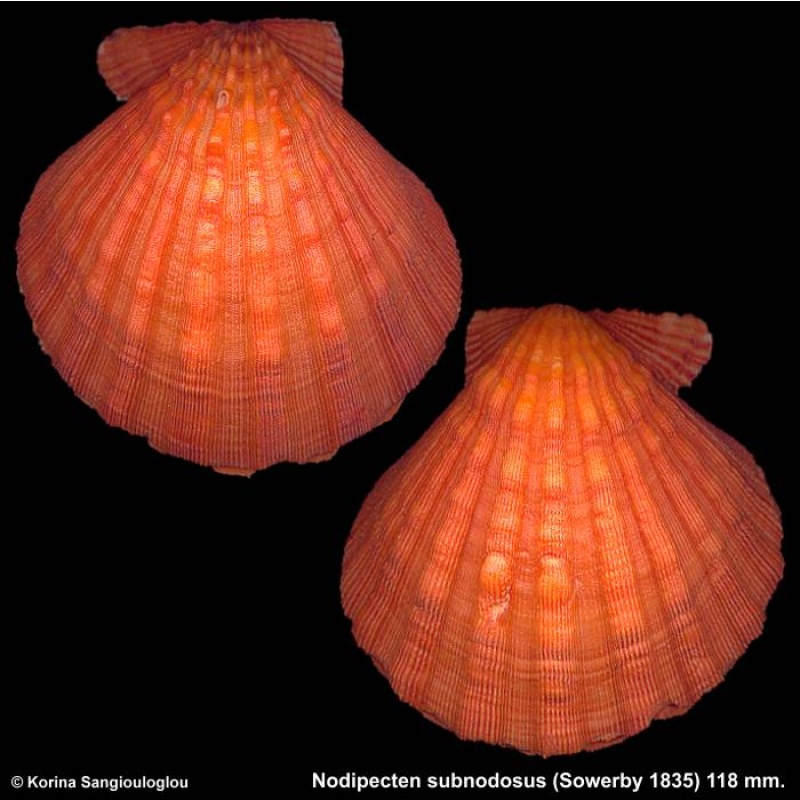 Nodipecten subnodosus Gorgeous Orange Superb!