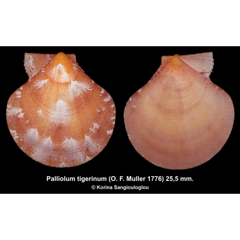 Palliolum tigerinum Gorgeous Ornamented Orange! Superb!