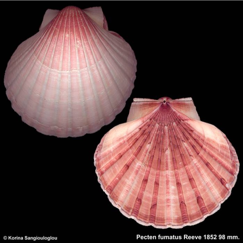 Pecten fumatus Gorgeous Large!