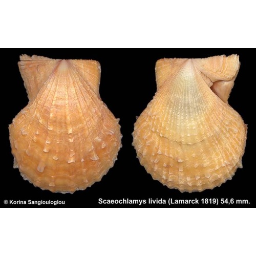 Scaeochlamys livida Gorgeous Yellow Large!