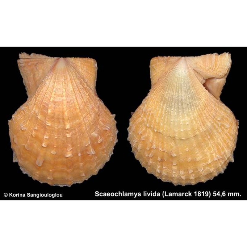 Scaeochlamys livida Gorgeous Yellow Large!